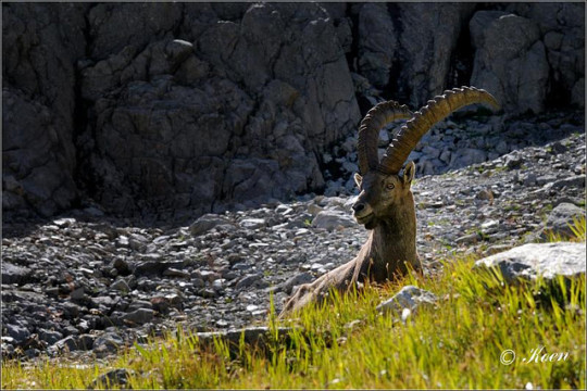 Ibex on Haute Route