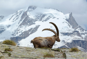 Gran Paradiso